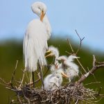 7424 Great Egret with Chicks (Ardea alba), Smith Oak Rookery, High Island, Texas