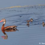 7435 Black-bellied Whistling Ducks (Dendrocygna autumnalis), Galveston Island, Texas