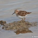 7439 Adult Breeding Least Sandpiper (Calidris minutilla) -necked, Galveston Island, Texas