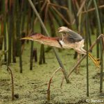 7446 Least Bittern (Ixobrychus exilis), Anahuac NWR, Texas