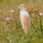 7449 Breeding Cattle Egret (Bulbucus ibis), Anahuac NWR, Texas