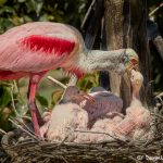 7461 Roseate Spoonbill and Chicks (Platalea ajaja), Smith Oaks Rookery, High Island, Texas