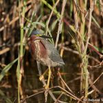 7465 Green Heron (Butorides virescens), First Summer, Anahuac NWR, Texas