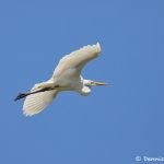 7475 Great Egret (Ardea alba), Smith Oaks Rookery, High Island, Texas