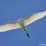 7477 Great Egret (Ardea alba), Smith Oaks Rookery, High Island, Texas