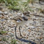 7484 Killdeer Chick (Charadrius vociferus), Rollover Pass, Bolivar Peninsula, Texas