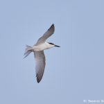 7486 Sandwich Tern (Thallasseus sandvicensis), San Luis Pass, Galveston Island, Texas