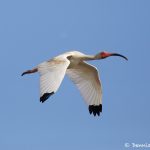 7488 White Ibis (Eudocimus albus), San Luis Pass, Galveston Island, Texas