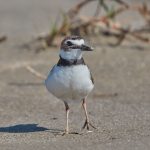 7494 Breeding Wilson's Plover (Charadrius wilsonia), East Beach, Galveston Island, Texas