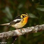 7520 Adult Male Breeding Blackburnian Warbler (Setophaga fusca), Galveston Island, Texas