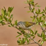 7523 Tennessee Warbler (Oreothlypis peregrina), Galveston Island, Texas