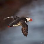 7563 Atlantic Puffin (Fratersula arctica), Grimsey Island, Iceland