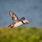 7564 Atlantic Puffin (Fratersula arctica), Grimsey Island, Iceland