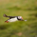 7567 Atlantic Puffin (Fratercula arctica), Grimsey Island, Iceland