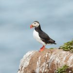 7570 Atlantic Puffin (Fratercula arctica), Grimsey Island, Iceland