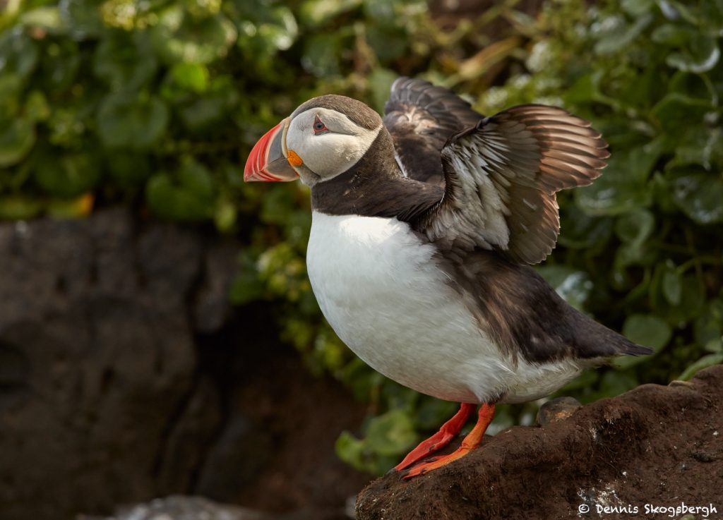 7574 Atlantic Puffin (Fratercula arctica), Grimsey Island, Iceland ...