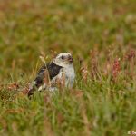 7580 Snow Bunting (Plectrophenax nivalis), Grimsey Island, Iceland