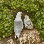 7585 Black-legged Kititwake and Hatchling (Rissa tridactyla), Grimsey Island, Iceland