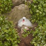 7586 Northern Fulmar (Fulmarus glacialis) Hatchling, Grimsey Island, Iceland