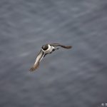 7588 Razorbill (Alca torda), Grimsey Island, Iceland