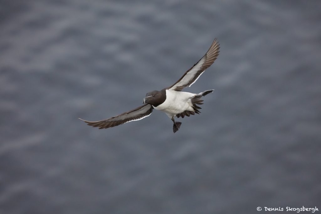 7589 Razorbill (Alca torda), Grimsey Island, Iceland - Dennis ...