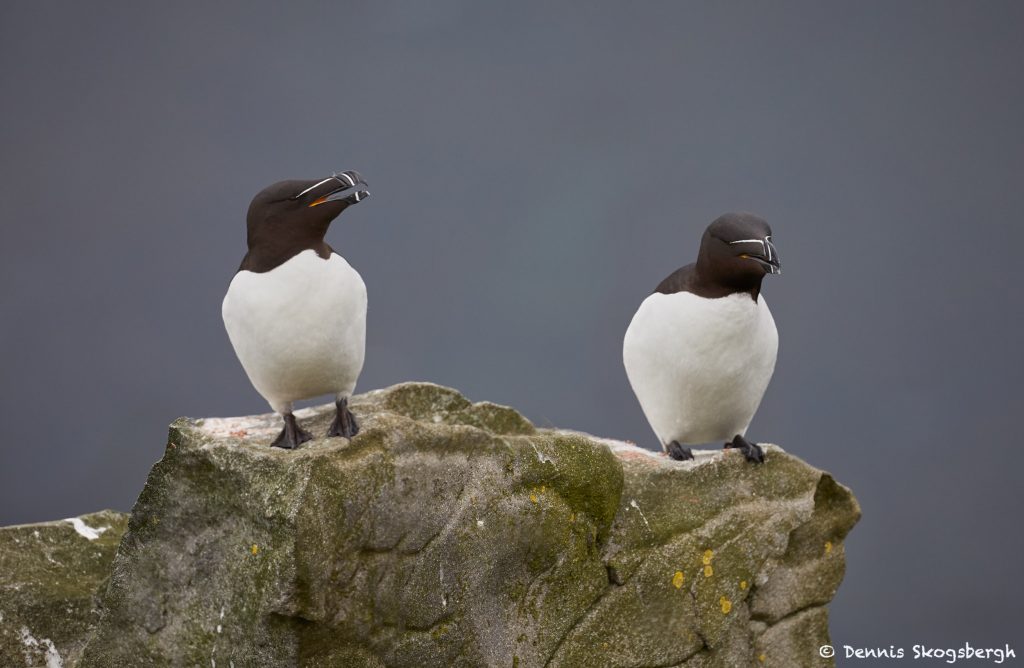 7591 Razorbills (Alca torda), Grimsey Island, Iceland - Dennis ...