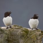 7591 Razorbills (Alca torda), Grimsey Island, Iceland