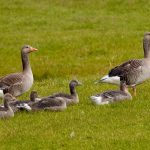 7602 Pink-footed Geese (Anser brachyrhynchus), Iceland