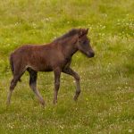 7606 Icelandic Horse, Foal, Northern Iceland