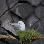 7611 Northern Fulmar (Fulmarus glacialis), Iceland