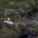 7620 Northern Fulmar (Fulmarus glacialis), Grimsey Island, Iceland