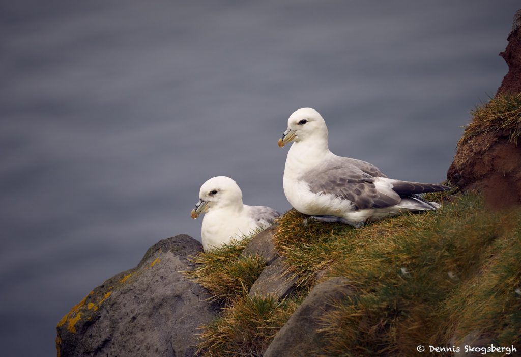 7621 Northern Fulmar (Fulmarus glacialis), Grimsey Island, Iceland ...