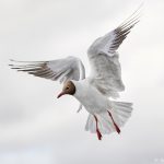 7625 Black-headed Gull (Chroicocephalus ridibundus), Iceland