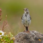7633 Meadow Pipit (Anthus pratensis), Grimsey Island, Iceland