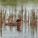 7644 Adult Breeding Horned Grebe (Podiceps auritis), Iceland