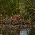 7645 Adult Breeding Horned Grebe (Podiceps auritis), Iceland