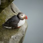 7661 Atlantic Puffin (Fratercula arctica), Grimsey Island, Iceland