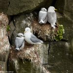 7662 Black-legged Kititwakes and Hatchlings (Rissa tridactyla), Grimsey Island, Iceland