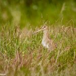 7668 Common Snipe (Gallinago gallinago), Iceland