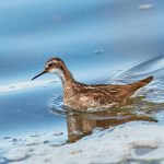 7671 Red-necked Phalarope (Phalaropus fulicarius), Iceland