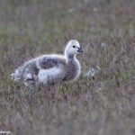 7677 Juvenile Barnacle Goose (Branta leuropsis), Jokulsarlon Glacier Lagoon, Iceland