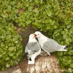 7680 Black-legged Kittiwakes (Rissa tridactyla), Grimsey Island, Iceland