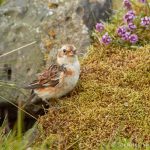 7681 Snow Bunting (Plectrophenax nivalis), Grimsey Island, Iceland