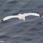 7690 Northern Gannet (Morus bassanus)