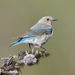 7698 Mountain Bluebird (Sialia currucoides)