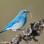 7699 Male Mountain Bluebird (Sialia currucoides)