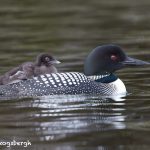7700 Great Northern (Common) Loon (Gavia immer)