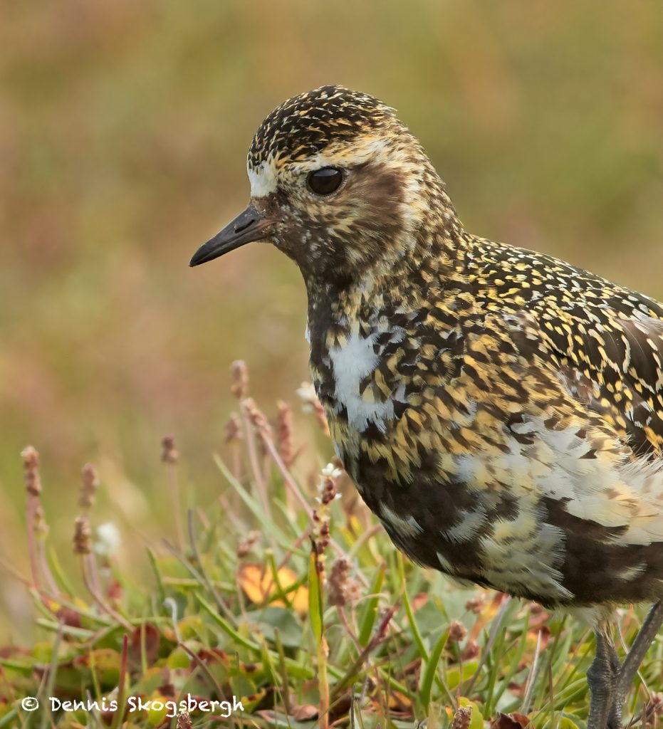 7701 European Golden Plover (Pluvialis apricaria) - Dennis Skogsbergh ...