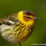 7703 Cape May Warbler (Setophaga tigrina)