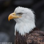 7761 Bald Eagle